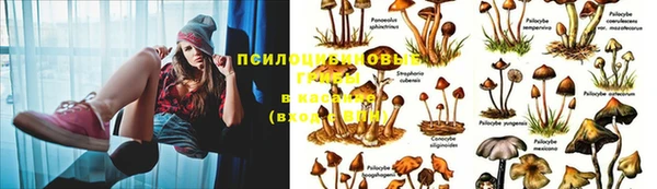 ПСИЛОЦИБИНОВЫЕ ГРИБЫ Абдулино